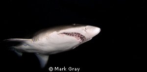 "Black, White, and Grey". Grey Nurse Shark from Fish Rock... by Mark Gray 